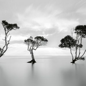 Trees in the Still Water Wallpaper - Image 2